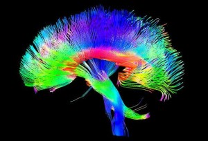 gekleurd-brein