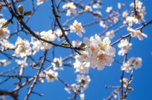 2015-03-Life-of-Pix-free-stock-photos-Flowers-three-almond_blossom-Ivan-Ivankovic