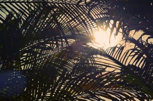 2015-09-Life-of-Pix-free-stock-photos-palm-sun-nature-fresonneveld