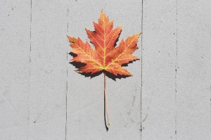 2016-01-Life-of-Pix-free-stock-photos-maple-leaf-concrete-LEEROY